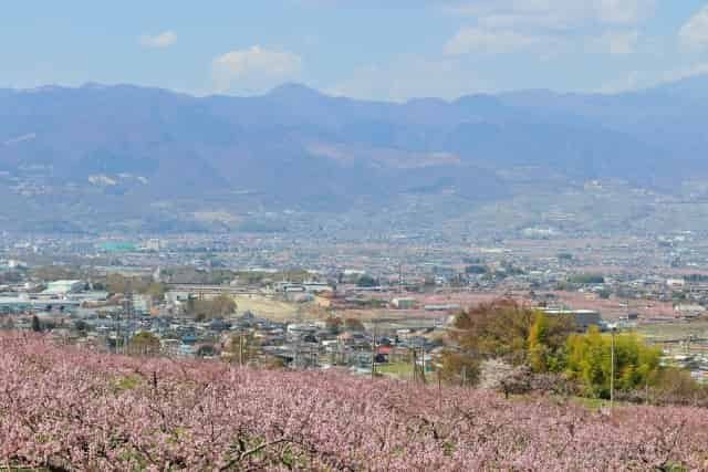 桃の花越しに望む山梨の街並みと山々